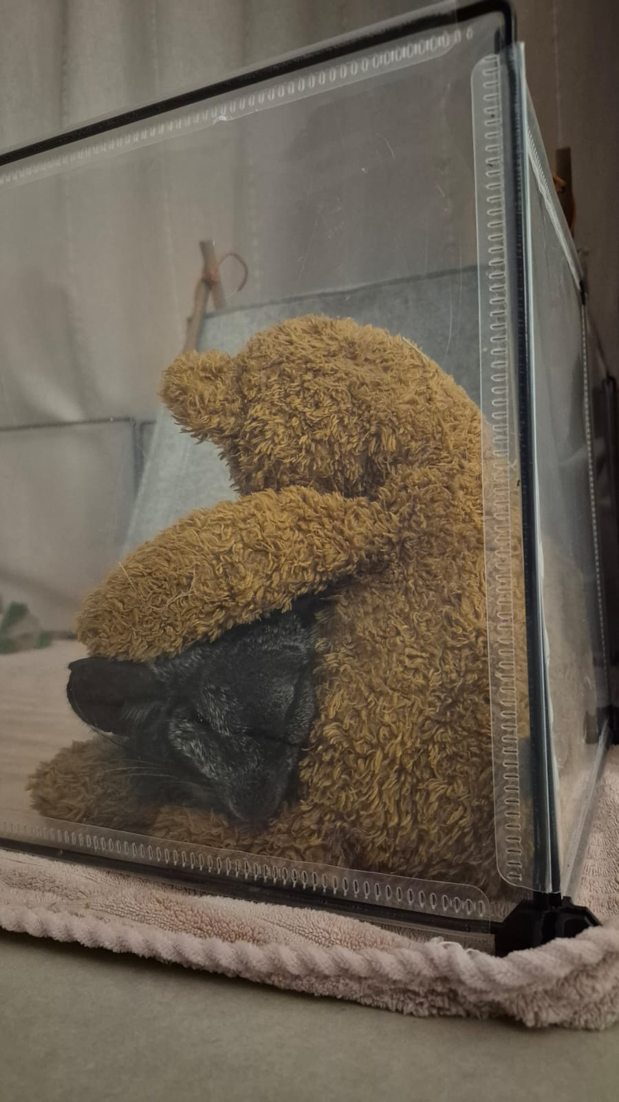 Chin Chin snuggled up with his soft teddy