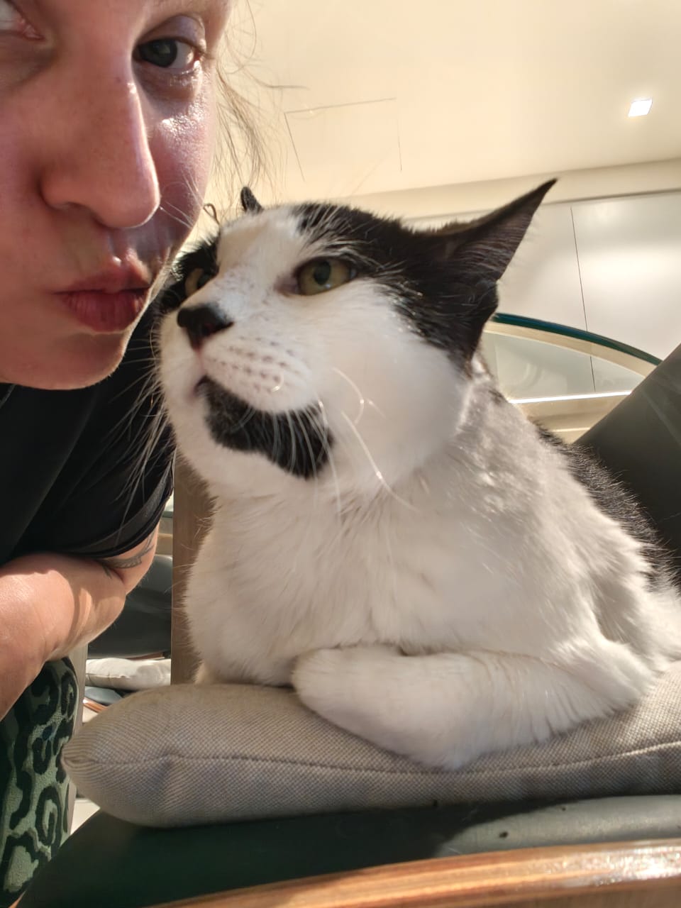 Pets cared for at home in Dubai