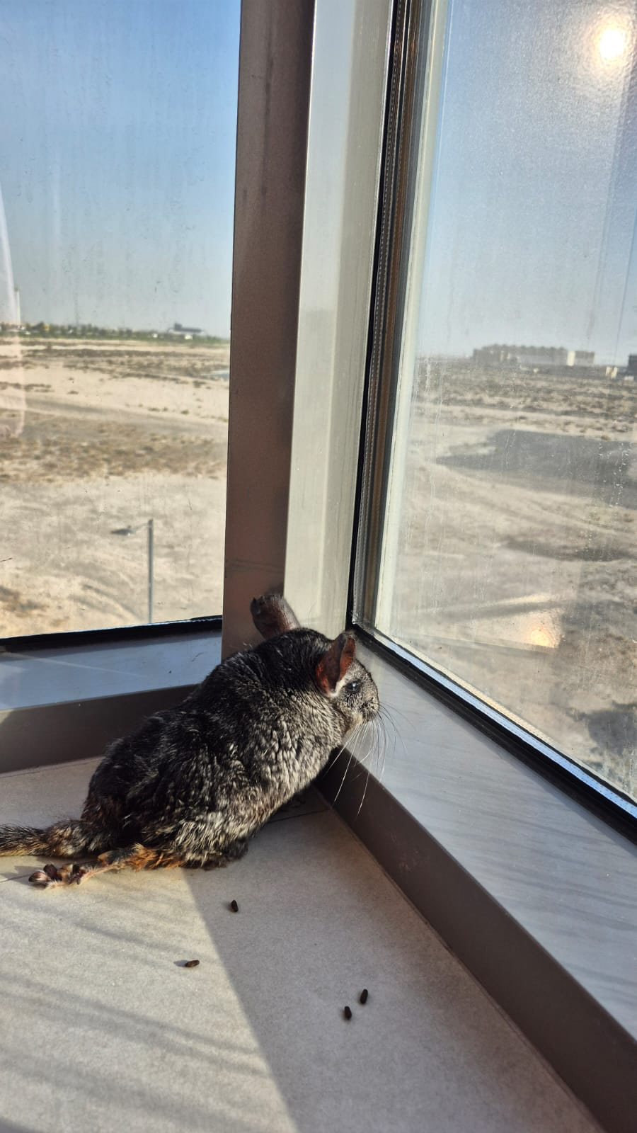 Chin Chin the chinchilla resting by a sunny window