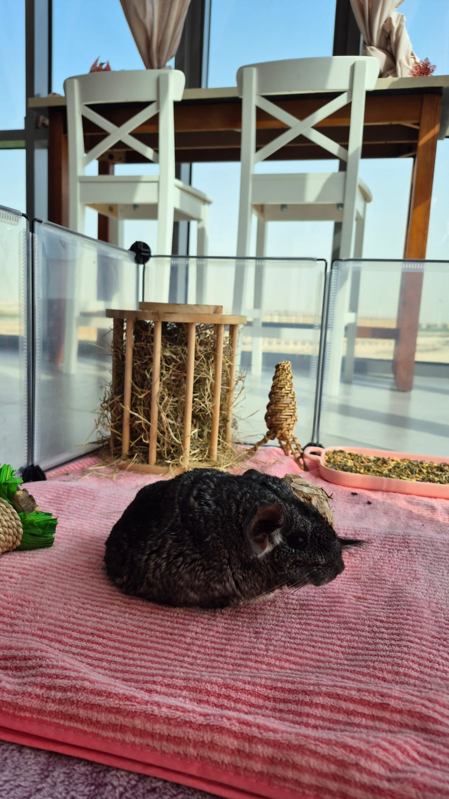 Chin Chin in his play pen with hay and treats