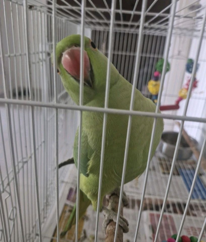 A green ring-necked parakeet perched in its cage during a home visit